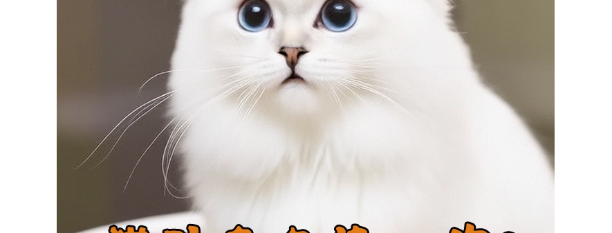 猫砂多久换❓倒多少❓保姆级教程来啦🐾
