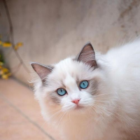 5 招挑到不臭的猫砂！多猫家庭必看🐾