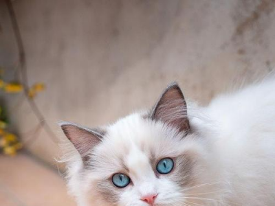 5 招挑到不臭的猫砂！多猫家庭必看🐾