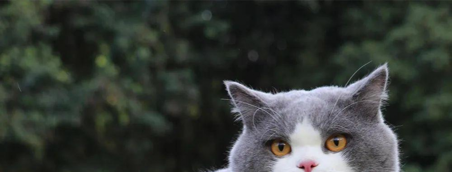猫砂性价比公式！单猫月均 50 元搞定💸