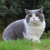 猫砂性价比公式！单猫月均 50 元搞定💸
