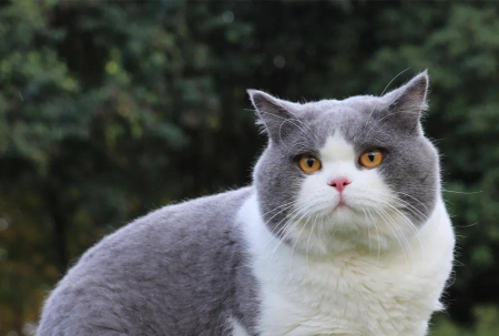 猫砂性价比公式！单猫月均 50 元搞定💸