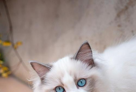 5 招挑到不臭的猫砂！多猫家庭必看🐾
