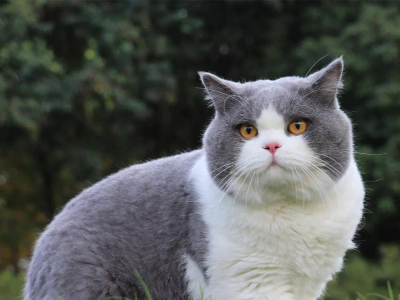 猫砂性价比公式！单猫月均 50 元搞定💸