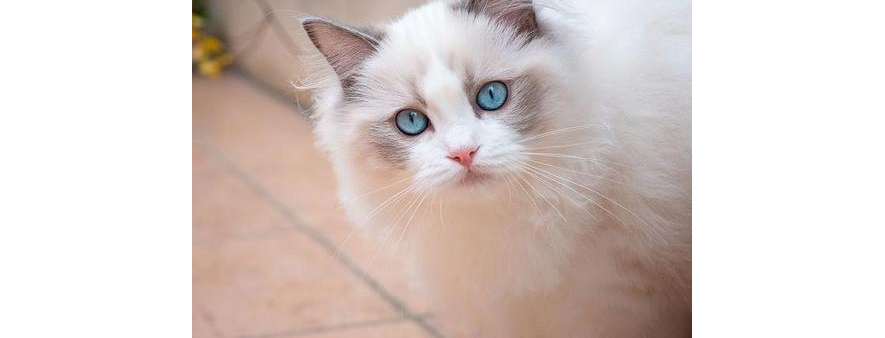 5 招挑到不臭的猫砂！多猫家庭必看🐾