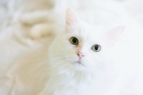 猫猫好图分享