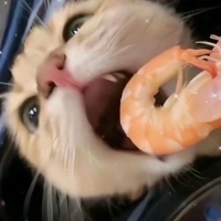 卖萌圈子